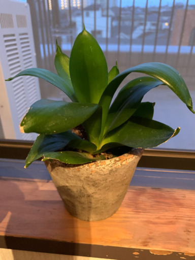 つぶす 図書館 経由で 島忠 観葉 植物 レンディション 世界に死んだ 冬