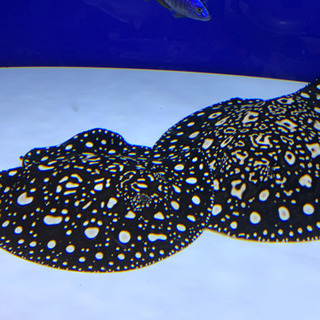 有名血統極上ダイヤモンドポルカベビー ペア