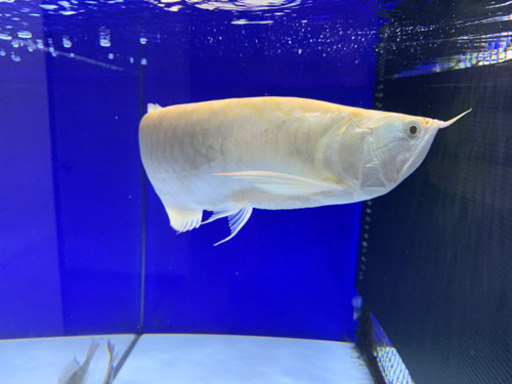 プラチナアルビノシルバー　40センチ