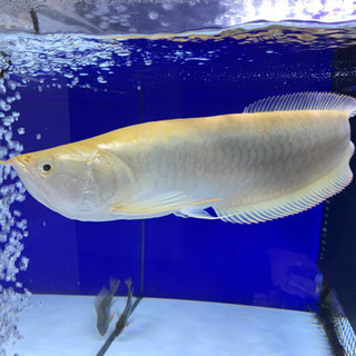 プラチナアルビノシルバー　40センチ