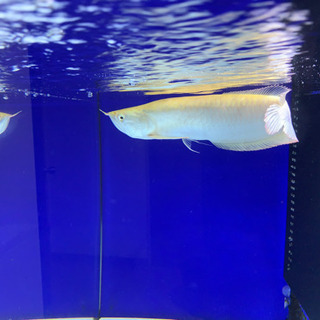 プラチナアルビノシルバー　40センチ