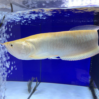 プラチナアルビノシルバー　40センチ