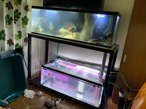 生体 新古中古水槽 ろ材 機材等販売 水槽メンテナンス 水槽リユース 出張お届けなどアクアリウム関連全般 てすら真紀奈 常滑のその他の無料広告 無料掲載の掲示板 ジモティー