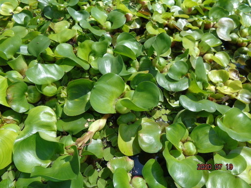 水草 浮き草 ホテイアオイ アマゾンフロッピ サンショウモなどメダカに 大量 コーギー 百草園のその他の中古あげます 譲ります ジモティーで不用品の処分 水草 浮き草 ホテイアオイ アマゾンフロッピ サンショウモなどメダカに 大量 コーギー 百草園のその他の中古あげます 譲ります ジモティーで不用品の処分