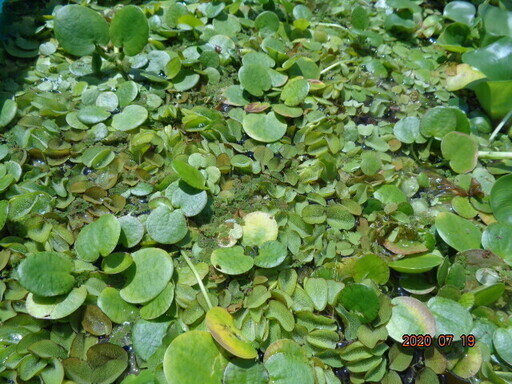 水草 浮き草 ホテイアオイ アマゾンフロッピ サンショウモなどメダカに 大量 コーギー 百草園のその他の中古あげます 譲ります ジモティーで不用品の処分 水草 浮き草 ホテイアオイ アマゾンフロッピ サンショウモなどメダカに 大量 コーギー 百草園のその他の中古あげます 譲ります ジモティーで不用品の処分