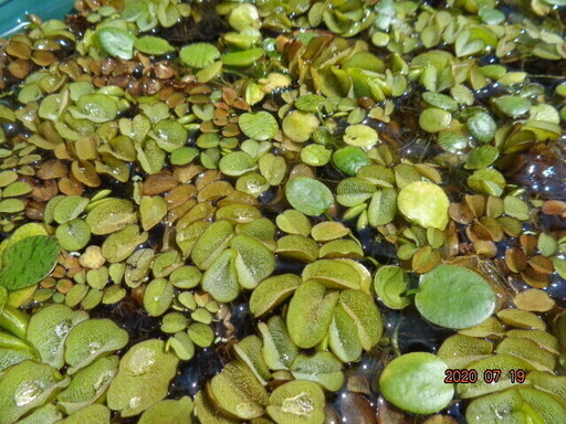 水草 浮き草 ホテイアオイ アマゾンフロッピ サンショウモなどメダカに 大量 コーギー 百草園のその他の中古あげます 譲ります ジモティーで不用品の処分 水草 浮き草 ホテイアオイ アマゾンフロッピ サンショウモなどメダカに 大量 コーギー 百草園のその他の中古あげます 譲ります ジモティーで不用品の処分
