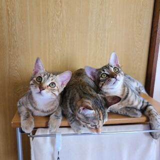 里親募集　親猫、子猫2匹 − 茨城県