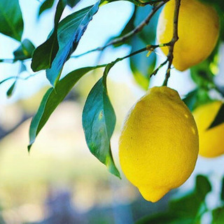 レモンの木の画像