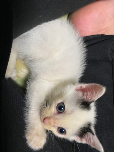 生まれて1ヶ月ちょっとの可愛い子猫 オス Mio 箕島の猫の里親募集 ジモティー