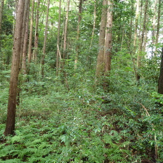 急募！　熊谷市　森林伐採　チェーンソー作業＆画像送信 - 建築