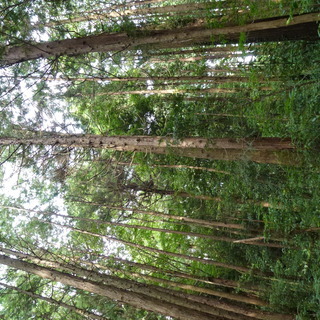 急募！　熊谷市　森林伐採　チェーンソー作業＆画像送信 − 埼玉県