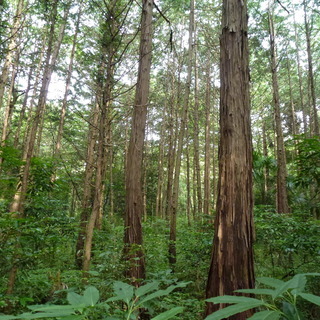 急募！　熊谷市　森林伐採　チェーンソー作業＆画像送信 - アルバイト