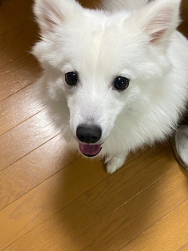 日本スピッツ迷子犬探してます Sti10 富士の手伝って 助けての助け合い ジモティー 日本スピッツ迷子犬探してます Sti10 富士の手伝って 助けての助け合い ジモティー