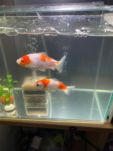 桜三尾和金 オス メス 3歳 Mw Pom 福岡のその他の中古あげます 譲ります ジモティーで不用品の処分 桜三尾和金 オス メス 3歳 Mw Pom 福岡のその他の中古あげます 譲ります ジモティーで不用品の処分