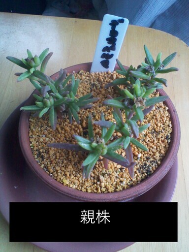 新鮮種子 デロスペルマ ボッセラヌム 枯れ花2個 コーデックス メセン 塊根 多肉植物 じゅんひぐ 実籾のその他の中古あげます 譲ります ジモティーで不用品の処分 新鮮種子 デロスペルマ ボッセラヌム 枯れ花2個 コーデックス メセン 塊根 多肉植物 じゅんひぐ 実籾のその他の中古あげます 譲ります ジモティーで不用品の処分