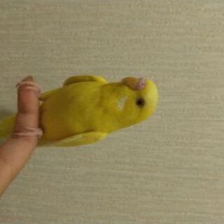 セキセイインコ・ジャンボセキセイインコの里親募集します※一時募集...