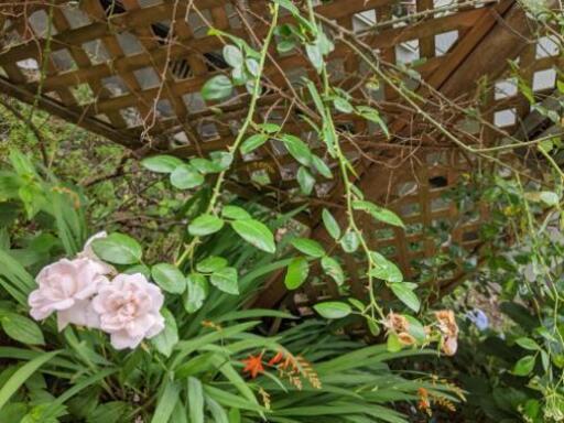薔薇の木バラの花ガーデンフェンスパーテーション衝立ごと むぎぽん 北上の生活雑貨の中古あげます 譲ります ジモティーで不用品の処分