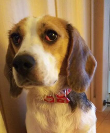 パピヨン Mixトイプードル ビーグル こゆもぐ 笠松の犬の里親募集 ジモティー