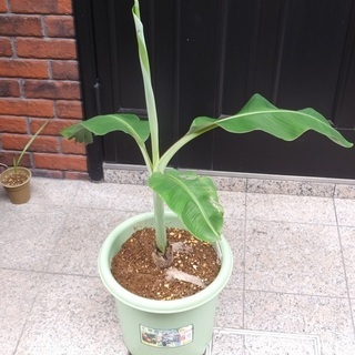 観葉植物　タイベジタブルバナナ