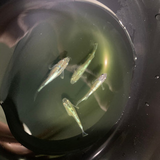 中古燐光が無料 格安で買える ジモティー