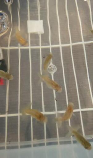 金魚 らんちゅう青子 黒子 15匹まとめて1000円 趣味金ぎょちゃん 京成立石のその他の中古あげます 譲ります ジモティーで不用品の処分 金魚 らんちゅう青子 黒子 15匹まとめて1000円 趣味金ぎょちゃん 京成立石のその他の中古あげます 譲ります ジモティーで不用品の処分