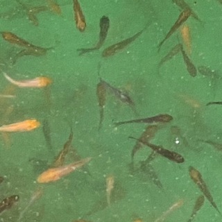 錦鯉珍しい松川バケの稚魚10匹1000円 3 5cm まるちゃん 千林大宮のその他の中古あげます 譲ります ジモティーで不用品の処分 錦鯉珍しい松川バケの稚魚10匹1000円 3 5cm まるちゃん 千林大宮のその他の中古あげます 譲ります ジモティーで不用品の処分