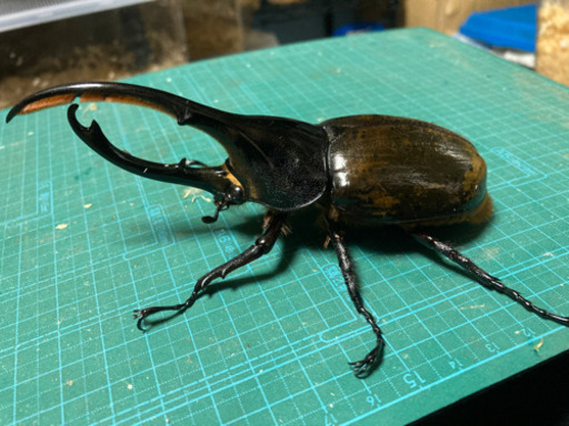 ヘラクレスオオカブト♂