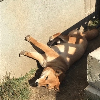 可愛がって下さい