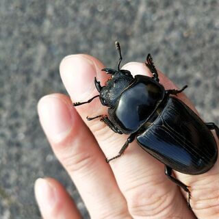 東海地区、野外オオクワガタ〔放虫含む〕情報教えて下さい。〔…