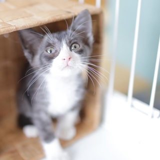【沖縄の子猫】都内近郊で里親募集中！かわいいタキシード猫のまめくん