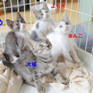 沖縄の子猫】都内近郊で里親募集中！かわいいタキシード猫のまめくん 