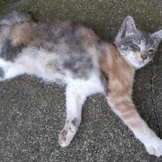 茨城県の子猫 里親募集 ジモティー