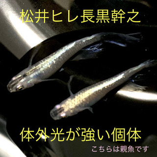 体外光の強い個体❤️松井ヒレ長黒幹之の稚魚10匹❤️