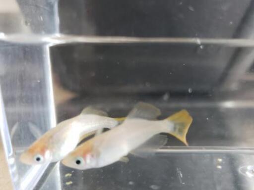 華蕾 つぼみ メダカの卵 はなな 石橋のその他の中古あげます 譲ります ジモティーで不用品の処分 華蕾 つぼみ メダカの卵 はなな 石橋のその他の中古あげます 譲ります ジモティーで不用品の処分