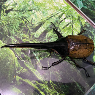 ヘラクレスオオカブト ギネスの仔 158mm