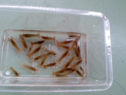 夏休み自由研究ザリガニ子供匹500円 Renren 大和郡山のその他の中古あげます 譲ります ジモティーで不用品の処分