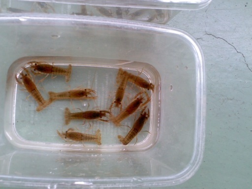 夏休み自由研究ザリガニ子供匹500円 Renren 大和郡山のその他の中古あげます 譲ります ジモティーで不用品の処分