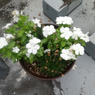 Free outdoor flowers (white and ...