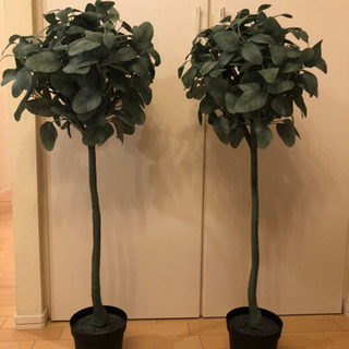 IKEA 観葉植物