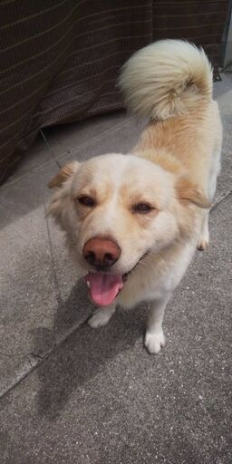 性格は穏やかで名前はジョンです えいとまん 網田のその他の里親募集 ジモティー