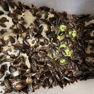 デュビア、爬虫類餌1000匹以上