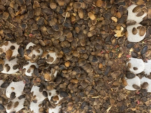 デュビア、爬虫類餌1000匹以上