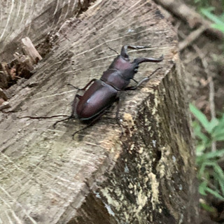 栃木･宇都宮でカブトムシ クワガタ取れるところ教えてください