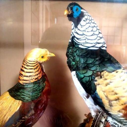 剥製ガラスケース付き金鶏鳥 銀鶏鳥 ないみかん 京成高砂の家具の中古あげます 譲ります ジモティーで不用品の処分