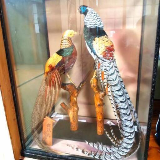 錦鶏鳥 剥製 【北海ハクセイ標本社製】昭和レトロ アンティーク