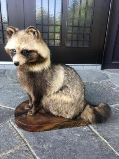 狸の剥製 www.poltekkes-bsi.ac.id