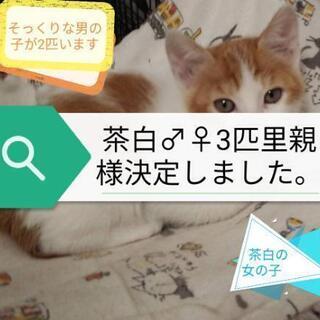 2ヶ月😺5匹全員里親様決定しました❤ − 神奈川県