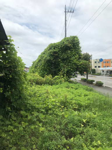 草刈り 除草 草取り 草むしり 庭管理 除草剤散布 内田商会 田沼の便利屋の無料広告 無料掲載の掲示板 ジモティー 草刈り 除草 草取り 草むしり 庭管理 除草剤散布 内田商会 田沼の便利屋の無料広告 無料掲載の掲示板 ジモティー