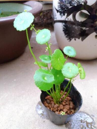 ウォーターマッシュルーム ウォーターコイン 1鉢350円 Rinae 古河のその他の中古あげます 譲ります ジモティーで不用品の処分 ウォーターマッシュルーム ウォーターコイン 1鉢350円 Rinae 古河のその他の中古あげます 譲ります ジモティーで不用品の処分