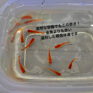厳選親 楊貴妃 鬼赤 紅帝メダカ 有精卵粒 A 計30粒程度 森のメダカ屋 大阪のその他の中古あげます 譲ります ジモティーで不用品の処分